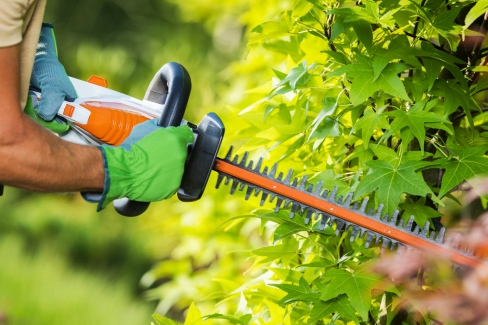 Hedge hazards: Your rights, your responsibilities under the Highways Act