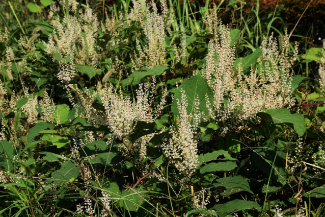 The problem with Japanese Knotweed