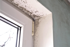 Preventing mould through proper maintenance 